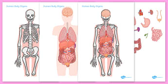 Large Human Body Organs For Skeleton - large human body organs for skeleton, large, human, body, organs, organ, skeleton, human body organs, brain, heart, lungs, liver, stomach, bladder, biology, biological