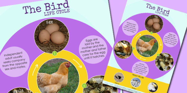 Bird Life Cycle Display Poster - lifecycle, animals, growth