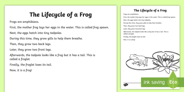 the-lifecycle-of-a-frog-explanation-writing-sample-australia