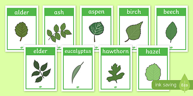 Tree Leaf Identification Display Posters - woodland, leaf, tree leaf, trees, leaves, identification, matching, activity, display, poster, sign