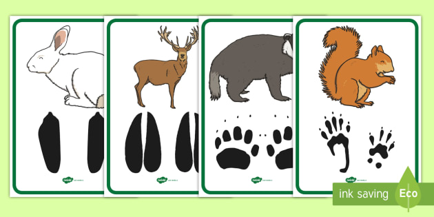 Amprentele aimalelor sălbatice Planșe - animale sălbatice, lumea vie, animale de pădure, corpul animalelor,Romanian