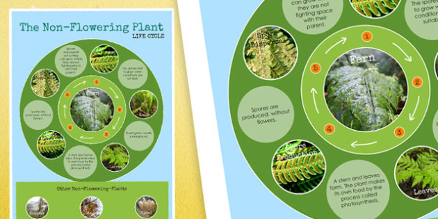 Non Flowering Plant Life Cycle Display Poster - lifecycle