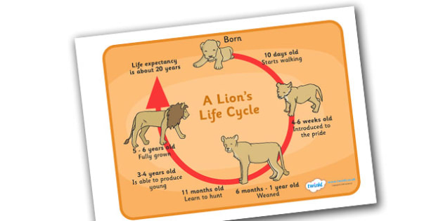 Lion Life Cycle Display Poster / Word Mat - Lions, lifecycle, lifecycles, lioness, cub, pride, poster, sign, mats, writing aid, africa, safari