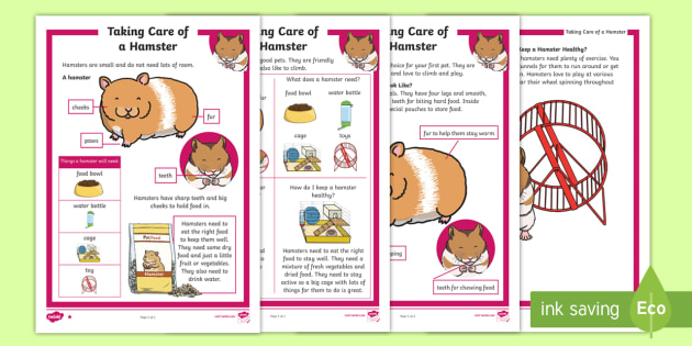 Hamster Facts Sheet : Syrian or Golden Hamsters Owners guide Facts and
