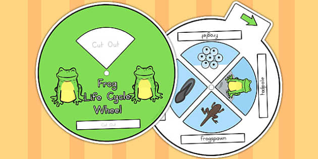 Frog Life Cycle Spin Wheel - life cycles, visual aids