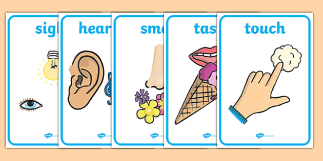 five-senses-display-posters-smell-sight-sound-hearing