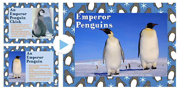 Emperor Penguin Information PowerPoint Presentation penguin