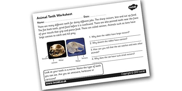Animal Teeth Worksheet - teeth, different teeth, animal teeth