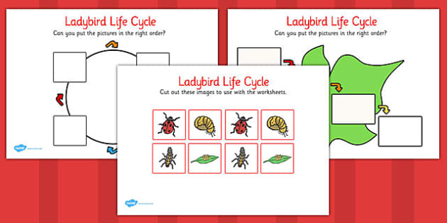 ladybird-life-cycle-worksheets-ks1-life-process-activities