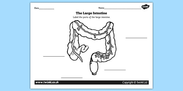 Large Intestine Diagram Labelling Worksheet