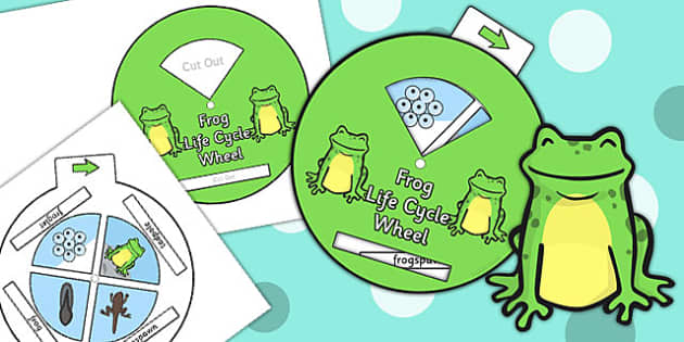 Frog Life Cycle Spin Wheel - life cycles, visual aid, frog