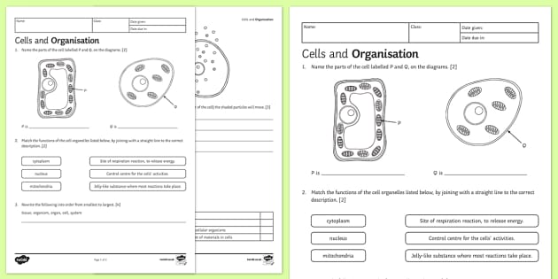 KS3 Cells and Organisation Homework Activity Sheet
