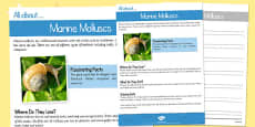 Y4 The Digestive System Differentiated Reading Comprehension
