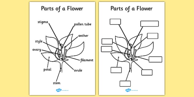 Worksheets Parts Of A Flower Worksheet parts of a plant and flower growth topic foundation stage