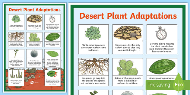 Desert Plant Adaptations Display Poster - desert plants ...