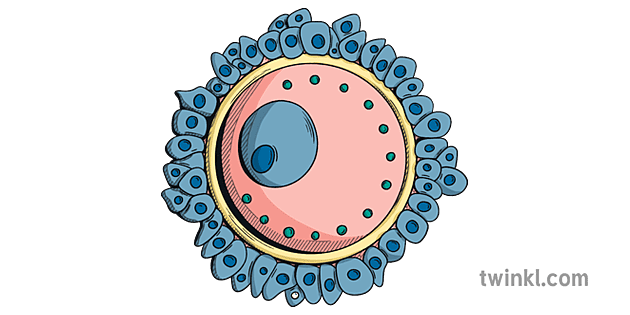 人類卵細胞專業細胞的教學速度超越 Ilustración Twinkl