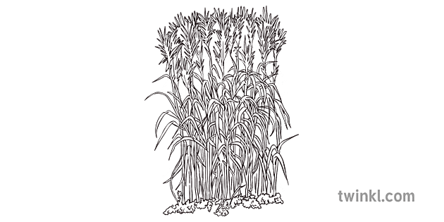 Miscanthus Alb Negru Illustration Twinkl