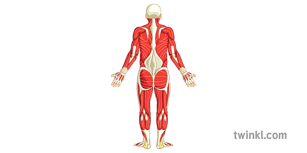 Muskel Ganzkörper Rücken Diagramm Pe Sekundär Illustration Twinkl