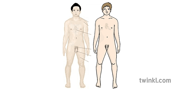 Puberty Naked Man Illustration