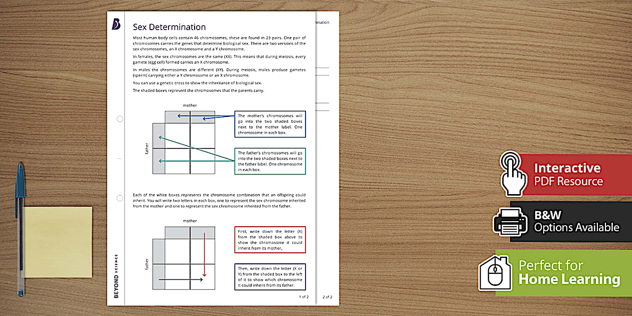 Sex Determination Worksheet Gcse Biology Beyond Twinkl