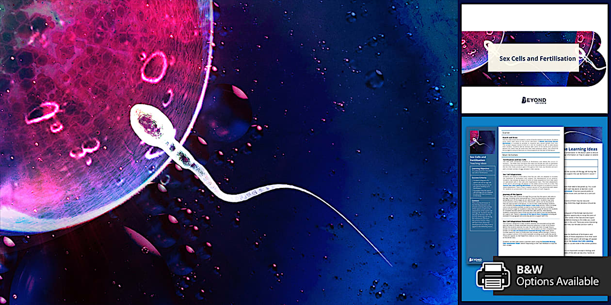 KS Reproduction Lesson Sex Cells And Fertilisation