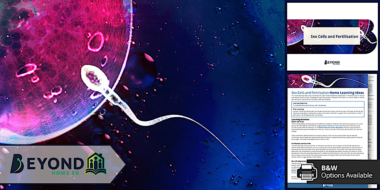 Ks Reproduction Lesson Sex Cells And Fertilisation Science Home Learning