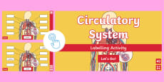 Label Circulatory System Ks