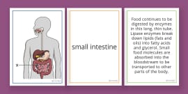 Human Digestive System Poster Fun Facts Teacher Made