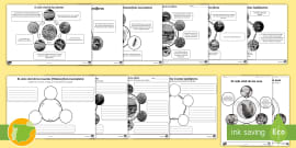 Ficha De Actividad Partes Del Microscopio Teacher Made