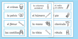 Ficha para recortar Esqueleto móvil para el Día de los Muertos