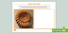 Matching Dinosaurs And Their Fossils Worksheets Twinkl