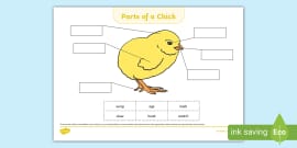 Parts Of The Brain Labelling Activity Twinkl KS2