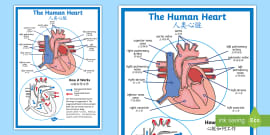 Labelled Heart Display Poster Primary Resources Twinkl