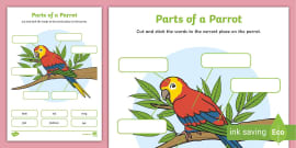 Parts Of A Duck Labelling Activity L Enseignant A Fait