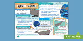 Whales Size Comparison Display Poster Twinkl KS1