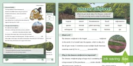 Lks The Amazon Rainforest Differentiated Comprehension