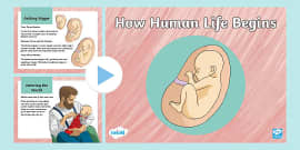 Rshp Reproductive Body Parts Powerpoint Teacher Made