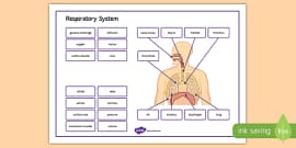 Respiration Flashcards Junior Cert Teacher Made Twinkl