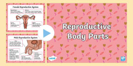 Rshp Male Reproductive System Display Poster Twinkl