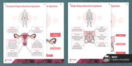 Rshp Male Reproductive System Display Poster Twinkl