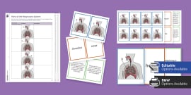 Respiration Flashcards Junior Cert Teacher Made Twinkl