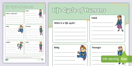 Human Life Cycle Fact File Template Teacher Made Twinkl