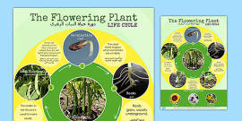 Flowering Plant Life Cycle Display Poster Polish Translation