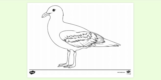 Free Seagull Seaside Colouring Sheet Colouring Sheets