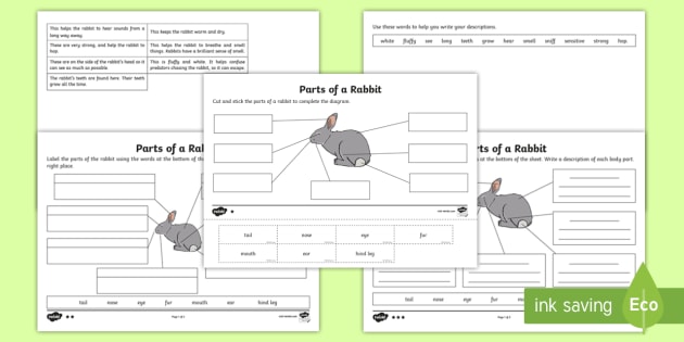 Parts Of A Rabbit Differentiated Worksheet Worksheet