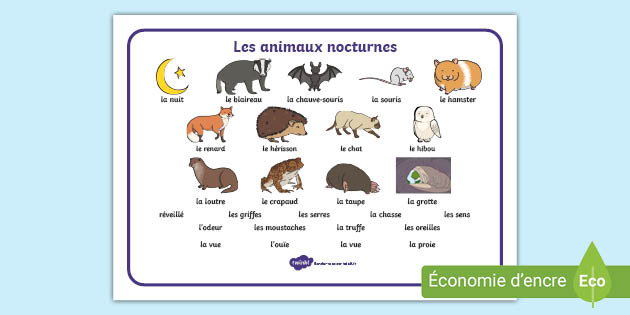 Ensemble De Mots Les Animaux Nocturnes Teacher Made