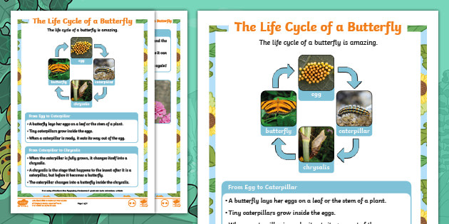 Life Cycle Of A Butterfly Fact File Teacher Made