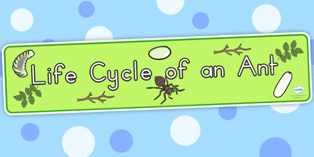 Free Ant Life Cycle Display Banner Teacher Made