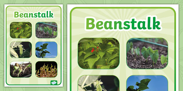 Beanstalk Photo Display Poster Professor Feito Twinkl