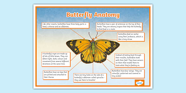 Butterfly Anatomy Display Poster Profesor Hizo Twinkl